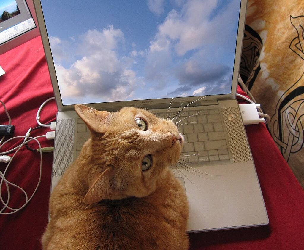 A ginger cat sitting on an open laptop keyboard, looking up